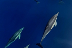 Azori - Sto delfinov in nič manj
