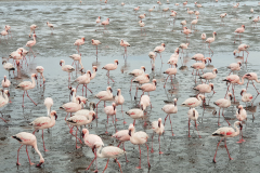 Nepozaben je pogled na jate pisanih Flamingov