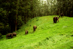 Indija-Periyar-sloni