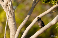 Primož-Oblak-Oman-Omanska-pravljica