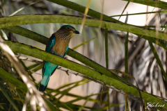 Primož-Oblak-Oman-Omanska-pravljica