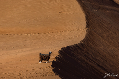 Primož-Oblak-Oman-Omanska-pravljica