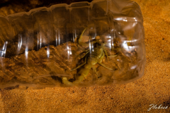 Primož-Oblak-Oman-Omanska-pravljica