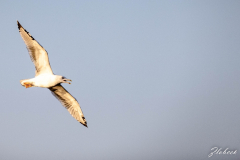 Primož-Oblak-Oman-Omanska-pravljica