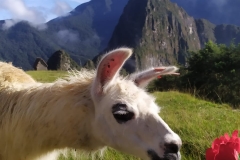Peru-MAPI-in-lama