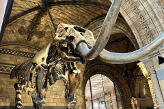 Okostje mamuta Natural history muzej
