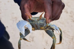 Bogato živalstvo Sejšelskih plaž.