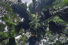 Coco do mer oziroma morski kokos ima največje seme na svetu, ki lahko tehta do 25kg.