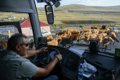 Ovce na cesti, Vzhodna Turčija