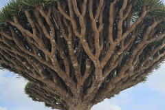 Sokotra
