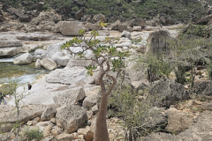 Sokotra