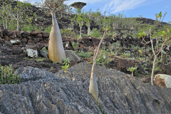 Sokotra