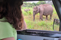 Šrilanka - safari