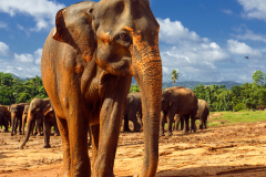 Šrilanka - slonI