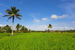 Neskončna riževa polja-okolica Anuradhapure.