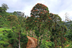 Ogenj-džungle med plantažami čajevca.