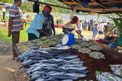 Prodaja svežih rib-okolica Galle.