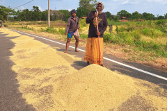 Susšnje riža na poti.