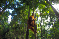 Sumatra - Bukit Lawang - orangutan v džungli