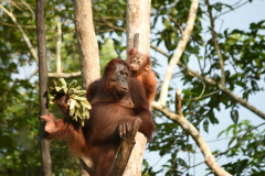 Sumatra - Bukit Lawang - orangutan