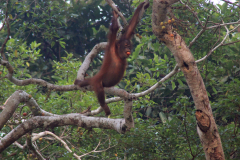 Sumatra - orangutan