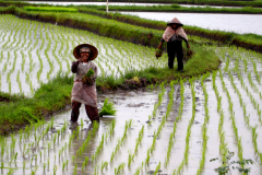 Sumatra - sajenje riža - nasmehi