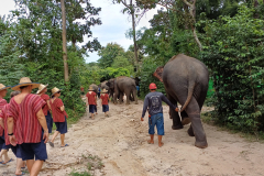 Tajska - sprehod s sloni