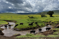 Bivoli v NP Ngorongoro