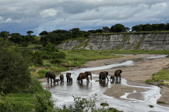 Sloni prečkajo reko v NP Tarangire