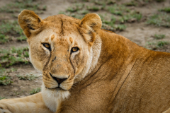 Tanzanija-lev