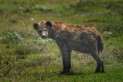 Tanzanija-hijena