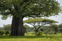 Baobab in akacija