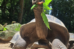 Orjaške želve originalno živijo na Aldabra atolu, vendar jih lahko najdemo tudi drugod.