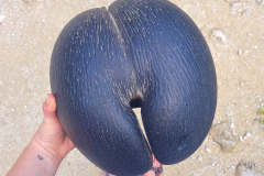 Notranji del semena ženske palme morskega kokosa. Vas na kaj spominja?