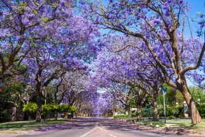 Jacaranda drevesa, ulica v Pratorii Jacaranda drevesa, ulica v Pratorii