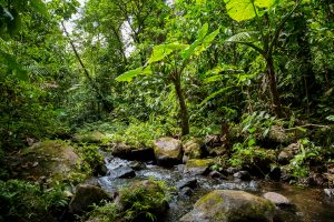 Kostarika-džungla Kostarika-džungla