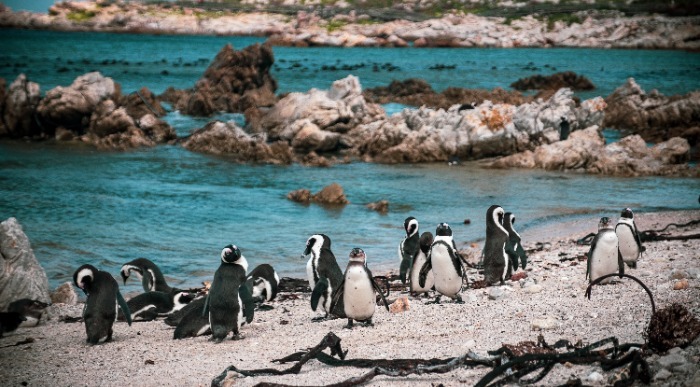 A beautiful view of Penguins on a beach in Hermanus, South Africa