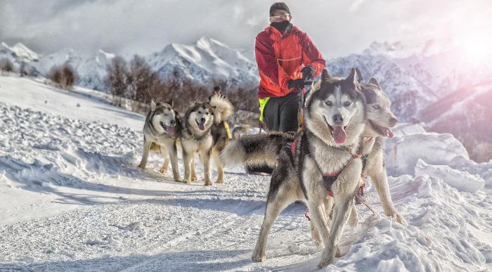 Sprehod in vožnja s snežnimi psmi. 