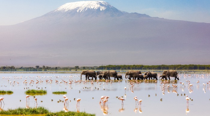 Amboseli national park, Kenya