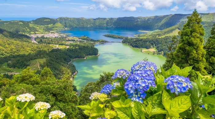 Čudoviti vijolični cvetovi hortenzije nad jezeri Sete Cidades.