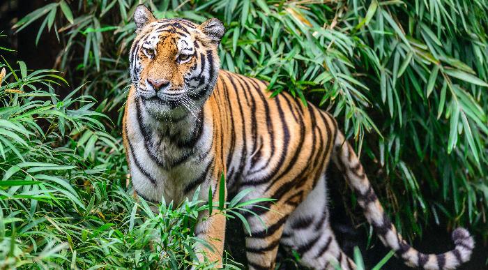 Banglades-bengalski-tiger