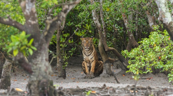 Bengalski tiger-Bangladeš