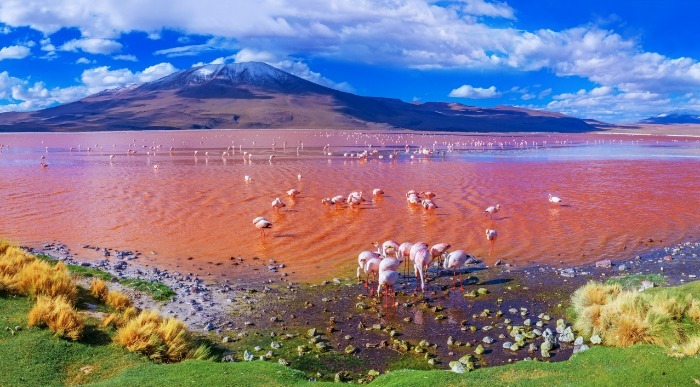 Nenavadno rdeče obarvano jezero nudi hrano jati flamingov. 