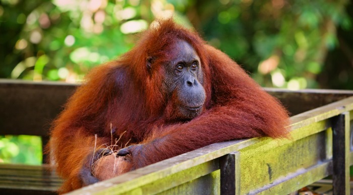 Borneo orangutan Malezija-min (1)