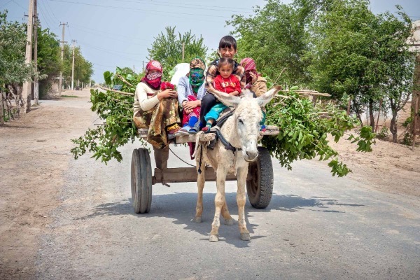 Voz z osličkom na cestah Uzbekistana. 