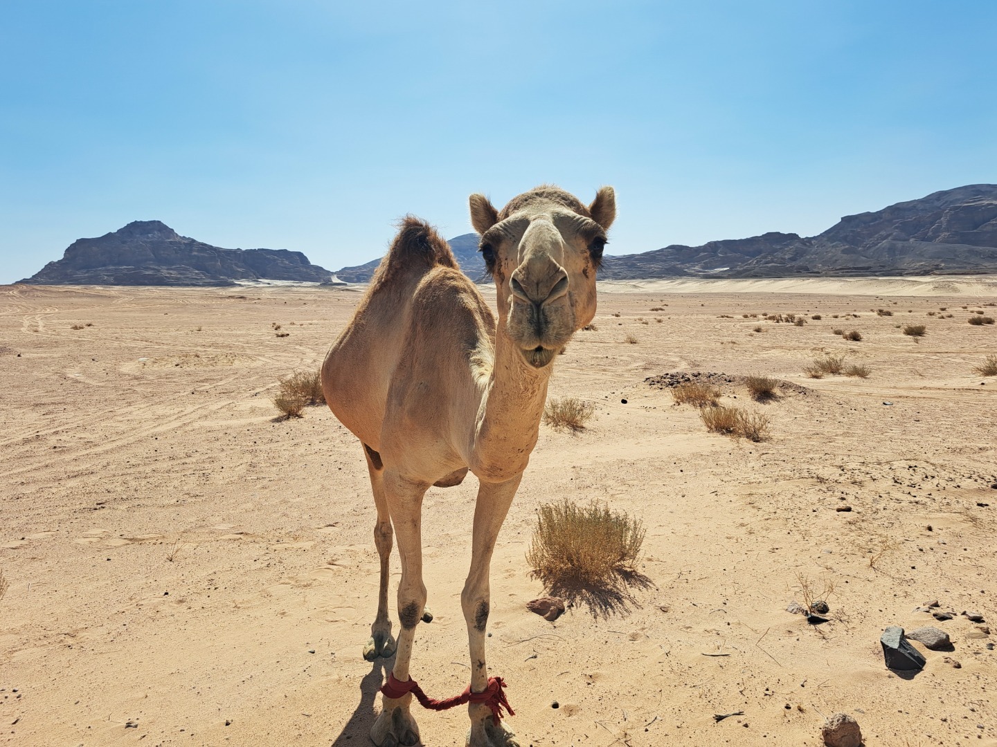 Radovedna kamela na sprehodu v puščavi. 