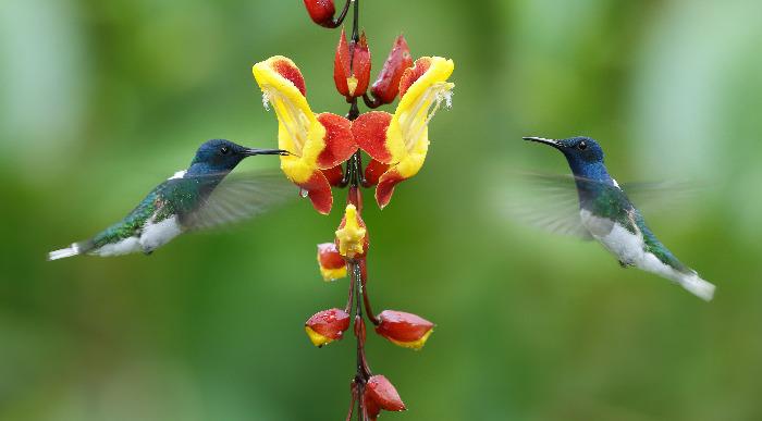 Ekvador- kolibrij_307010648