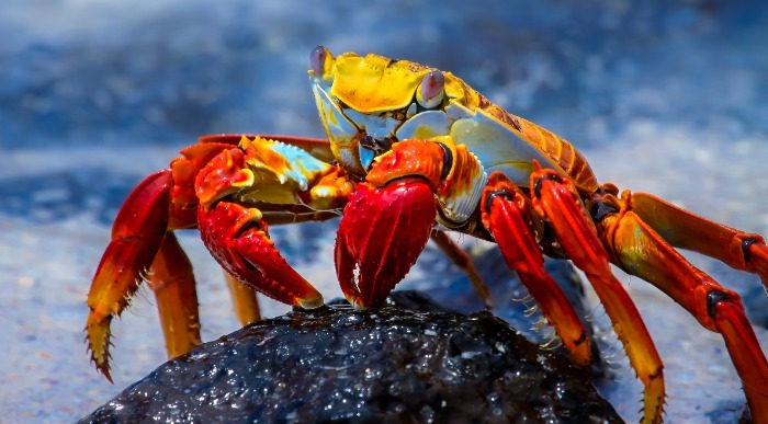 Na skali v morju stoji rak živo rumeno oranžne barve. 