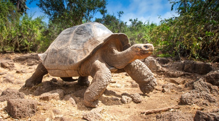 Ekvador, Galapagos, želva, kopno