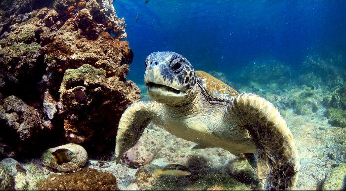 Ekvador-Galapagos-želva